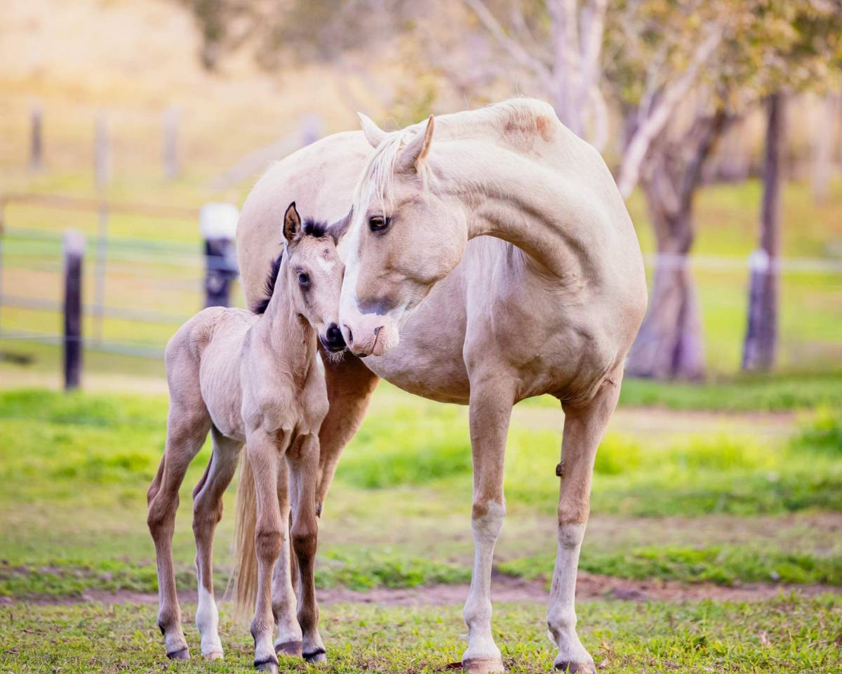 OCALZO CEN - PRE Pura Raza Española 2010 por JORDAN DE CENTURION