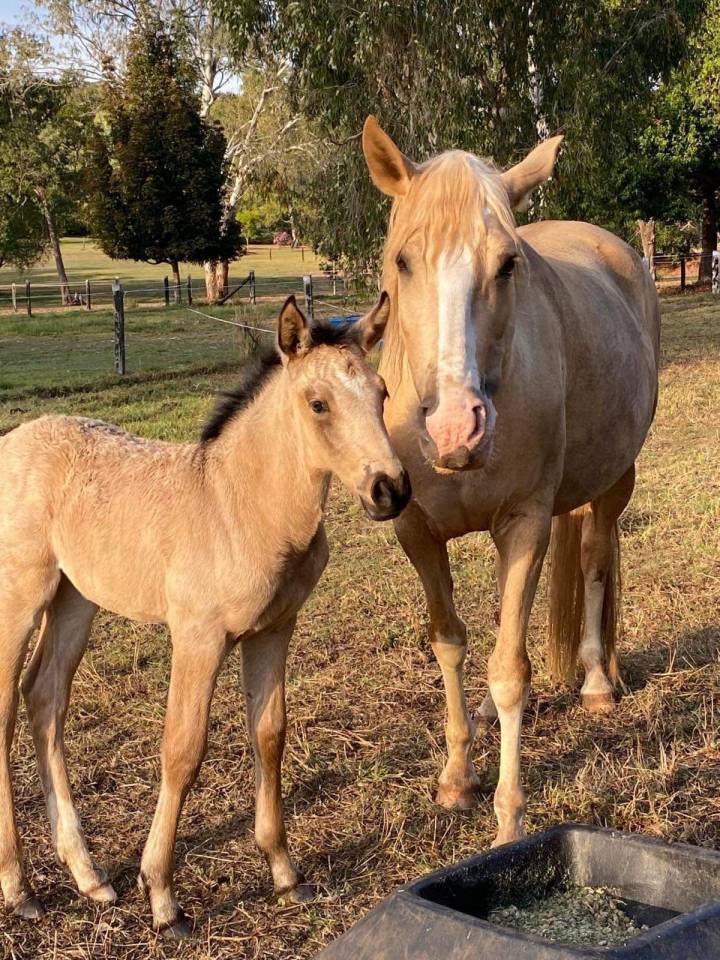 OCALZO CEN - PRE Pura Raza Española 2010 por JORDAN DE CENTURION