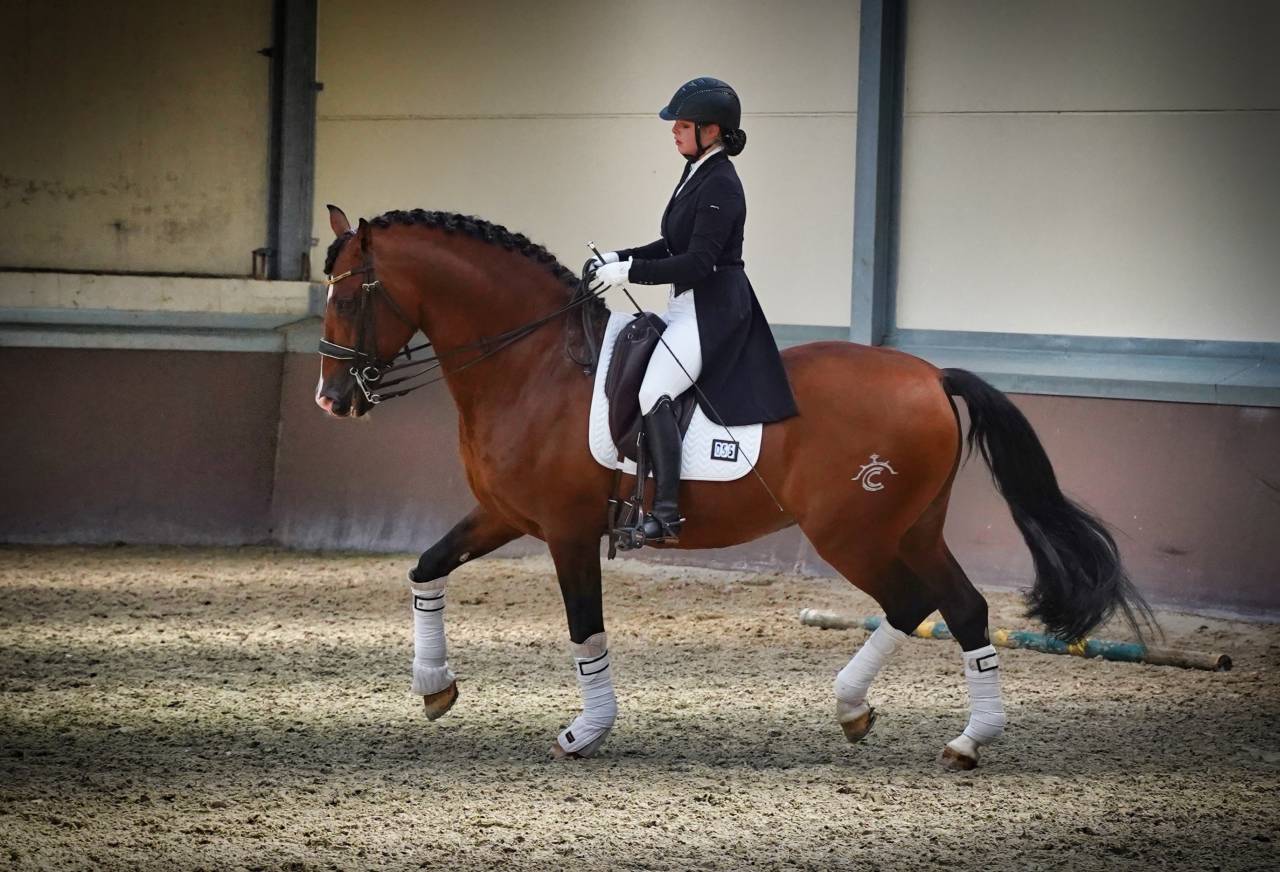 OCALZO CEN - PRE Pura Raza Española 2010 por JORDAN DE CENTURION