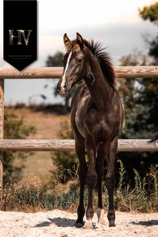 Potro KWPN Caballo de Deporte Neerlandés En venta 2025 Negro por Quaterhit