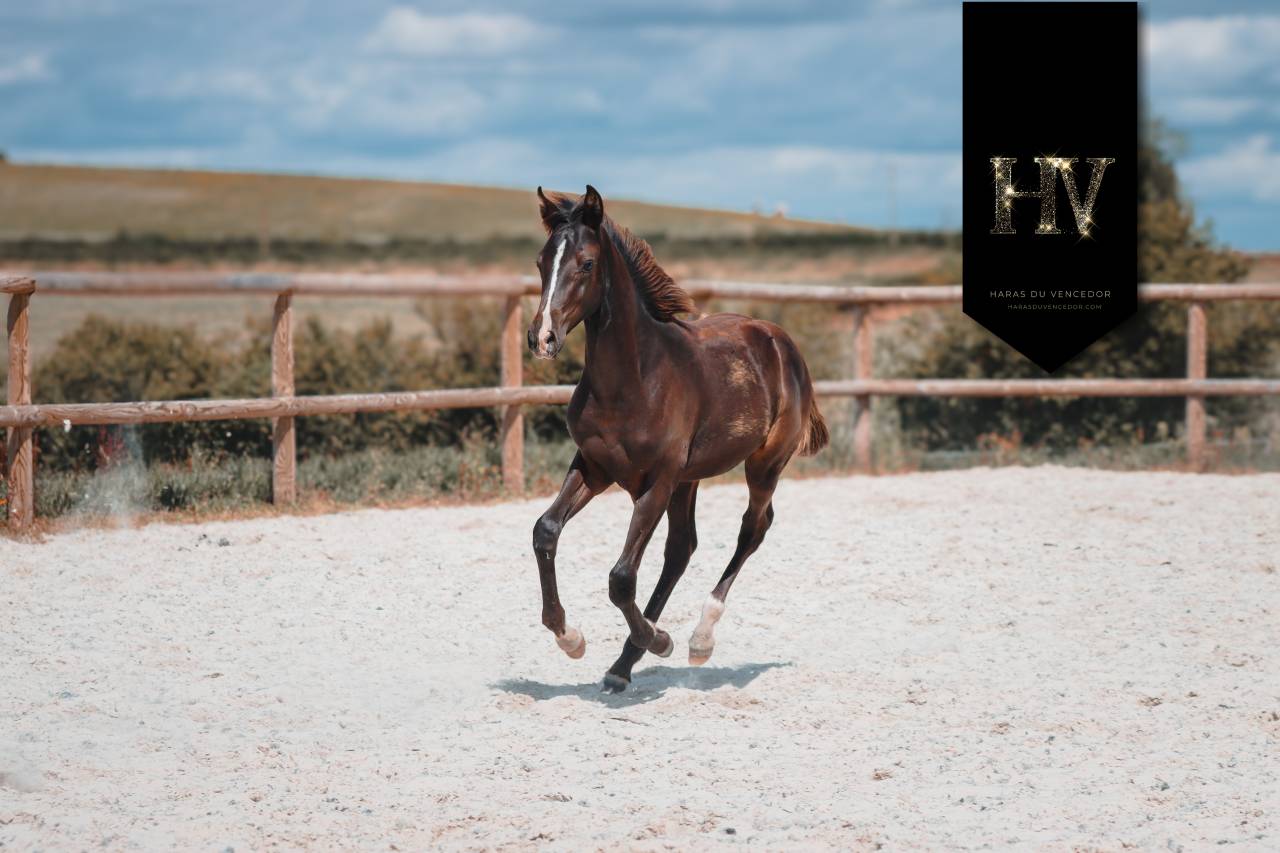 Potro KWPN Caballo de Deporte Neerlandés En venta 2025 Negro por Quaterhit