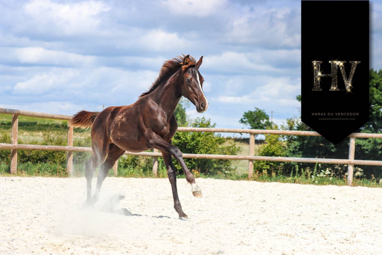 Potro KWPN Caballo de Deporte Neerlandés En venta 2025 Negro por Quaterhit