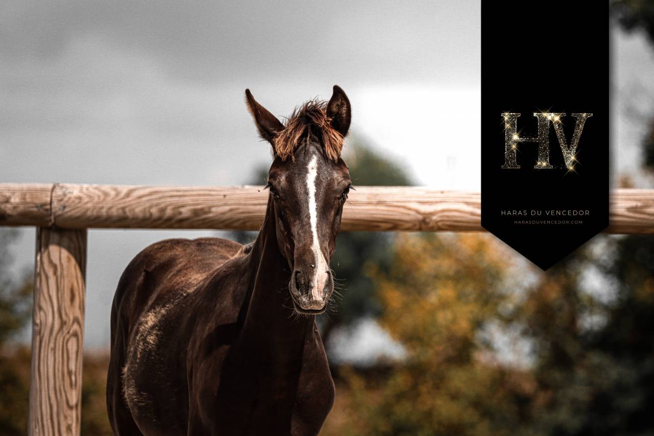 Potro KWPN Caballo de Deporte Neerlandés En venta 2025 Negro por Quaterhit