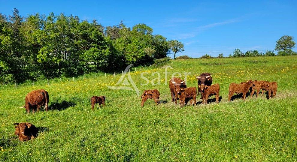 Explotación ovina En venta Deux-Sèvres