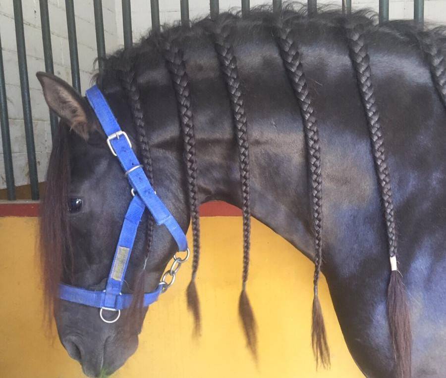 Caballo entero PRE Pura Raza Española En venta 2016 Negro