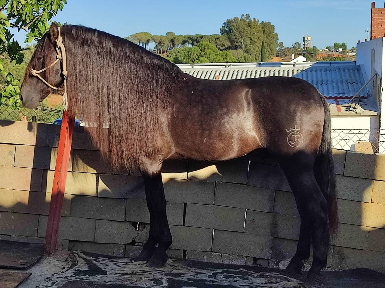 Caballo entero PRE Pura Raza Española En venta 2016 Negro