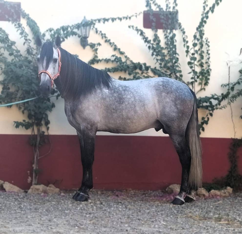 Caballo entero PRE Pura Raza Española En venta 2017 Tordo