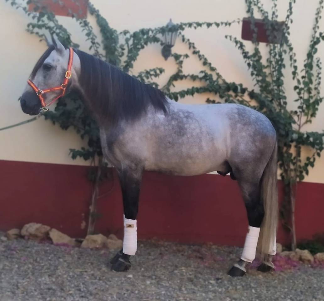 Caballo entero PRE Pura Raza Española En venta 2017 Tordo