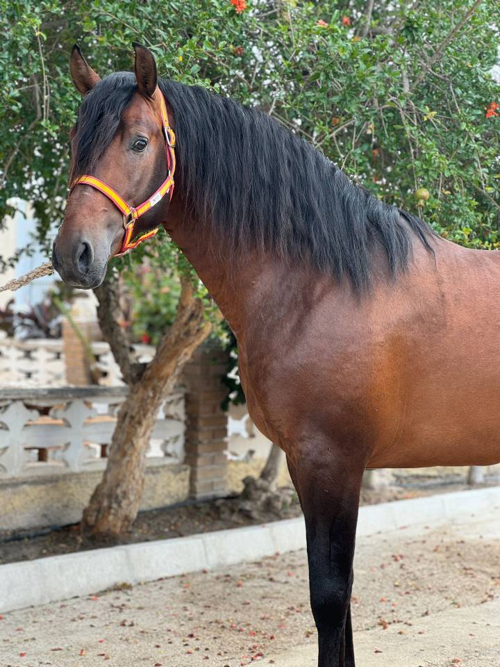 Caballo entero PRE Pura Raza Española En venta 2020 Bayo moreno