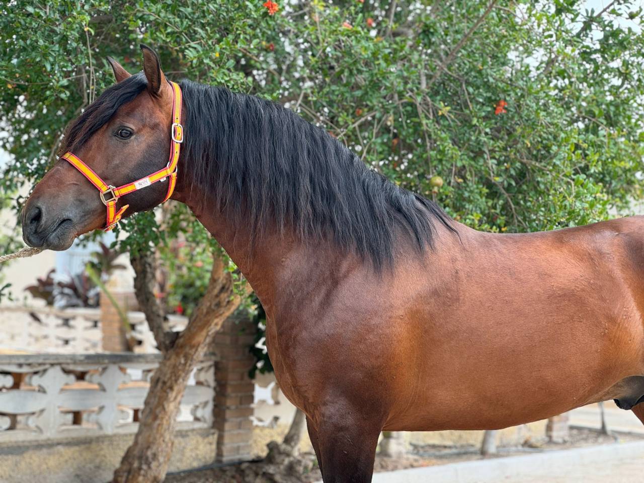 Caballo entero PRE Pura Raza Española En venta 2020 Bayo moreno