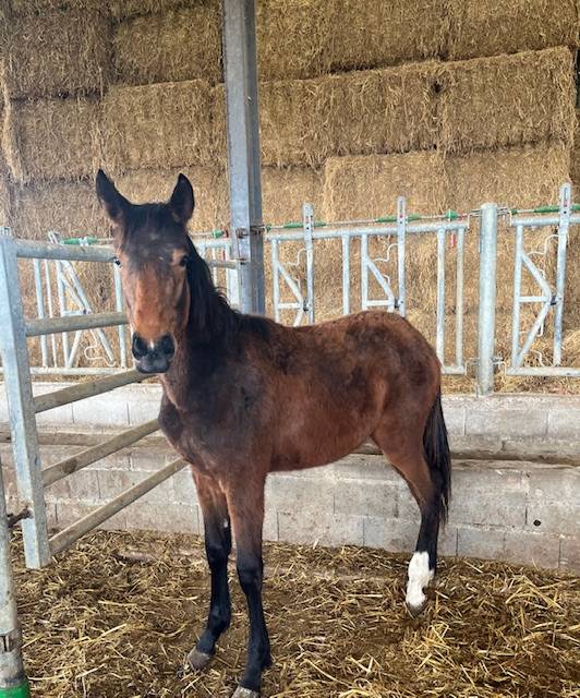 Caballo castrado Silla Francés En venta 2024 Bayo por ROY DE LA VALLEE