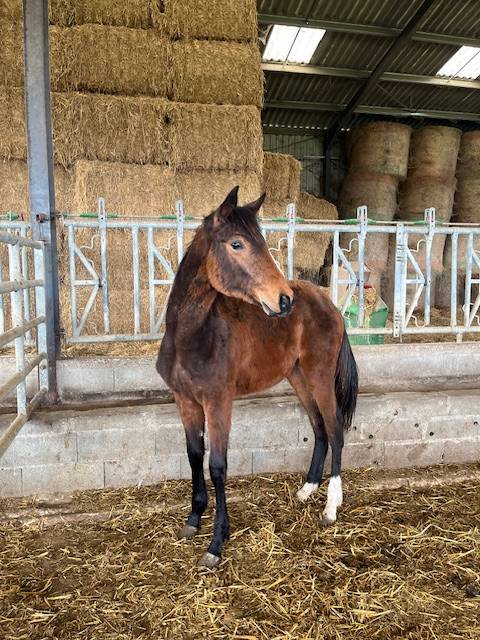 Caballo castrado Silla Francés En venta 2024 Bayo por ROY DE LA VALLEE
