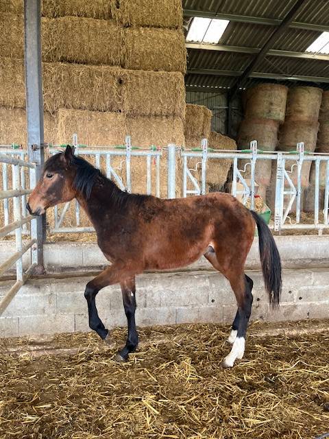 Caballo castrado Silla Francés En venta 2024 Bayo por ROY DE LA VALLEE