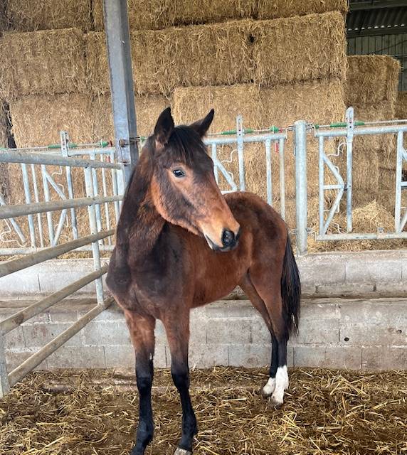 Caballo castrado Silla Francés En venta 2024 Bayo por ROY DE LA VALLEE