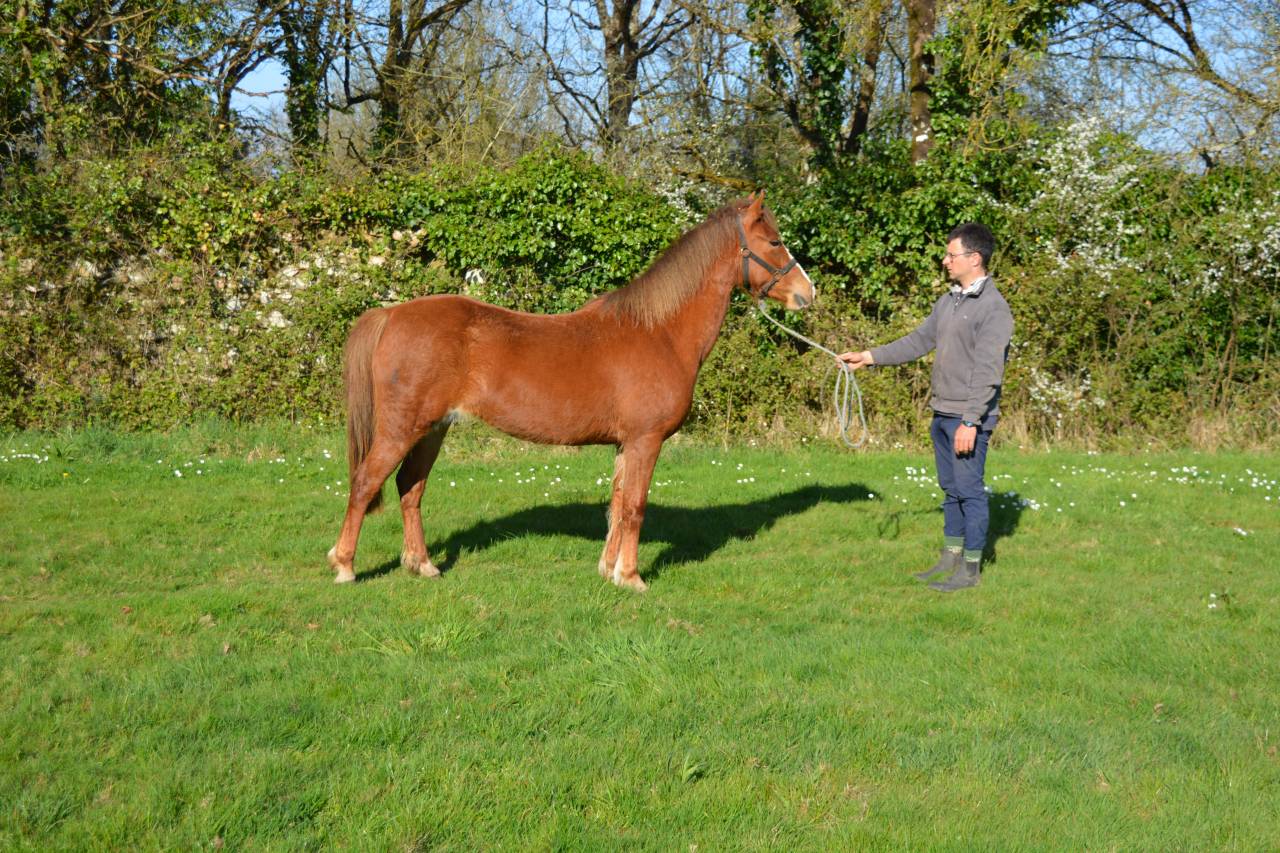 Yegua PFS Poni Françés de Silla En venta 2020 Alazán por Flocky de la Vallée