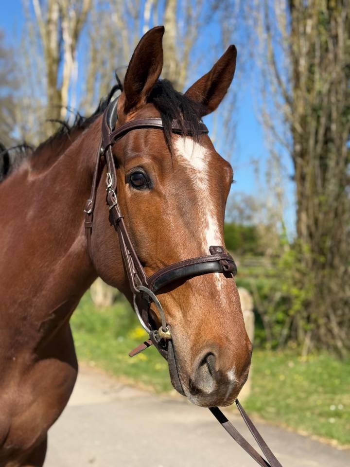 Caballo castrado Silla Francés En venta 2021 Alazán por CANDY DE NANTUEL