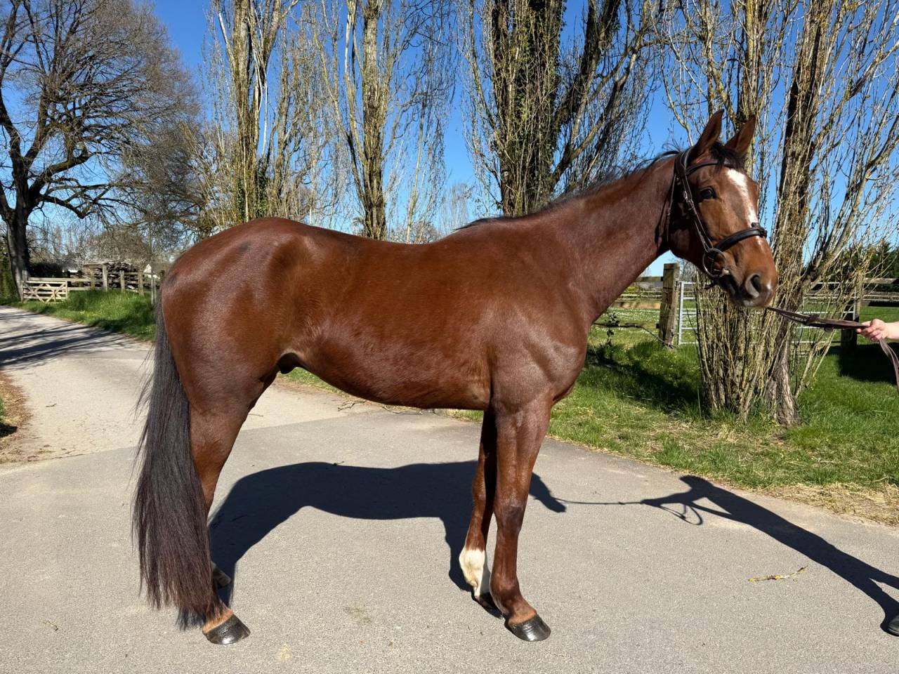 Caballo castrado Silla Francés En venta 2021 Alazán por CANDY DE NANTUEL