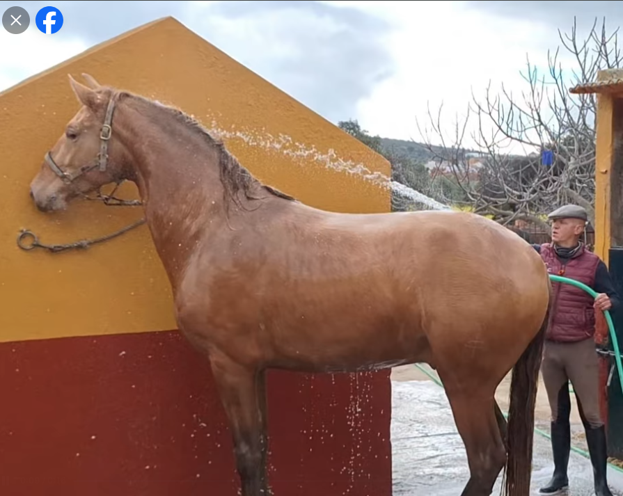 Potro PRE Pura Raza Española En venta 2025 Isabelo por CARTUJANO ABAD