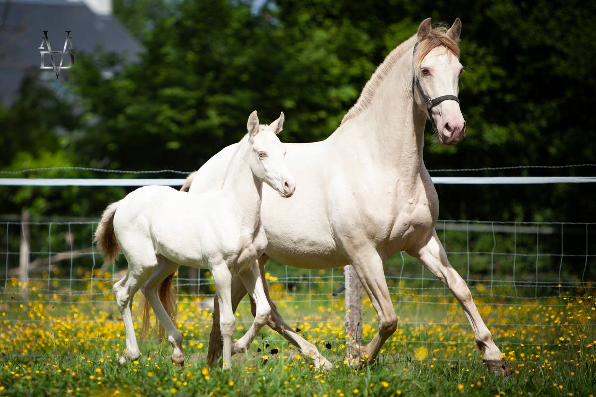 Potro PRE Pura Raza Española En venta 2025 Isabelo por CARTUJANO ABAD