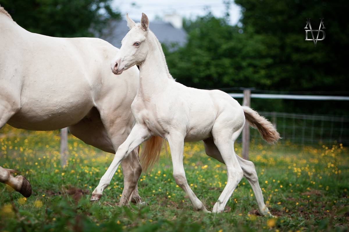 Potro PRE Pura Raza Española En venta 2025 Isabelo por CARTUJANO ABAD