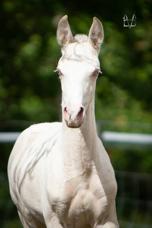 Potro PRE Pura Raza Española En venta 2025 Isabelo por CARTUJANO ABAD