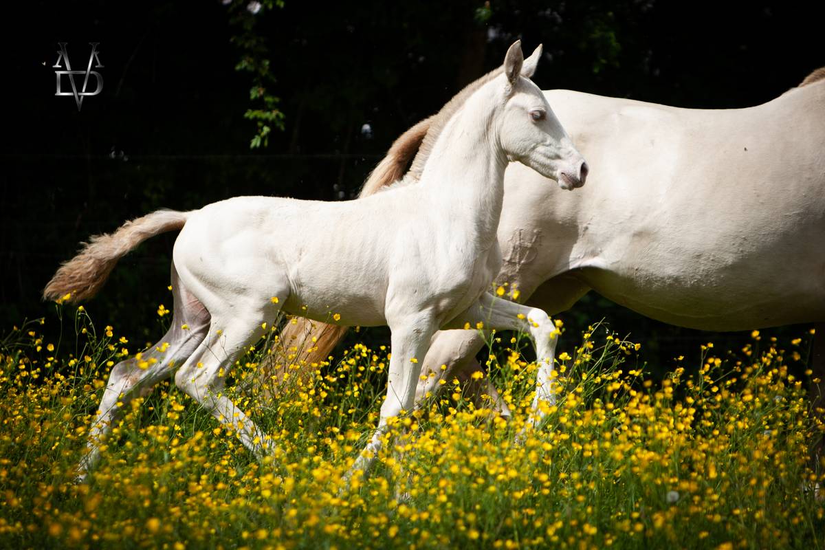 Potro PRE Pura Raza Española En venta 2025 Isabelo por CARTUJANO ABAD