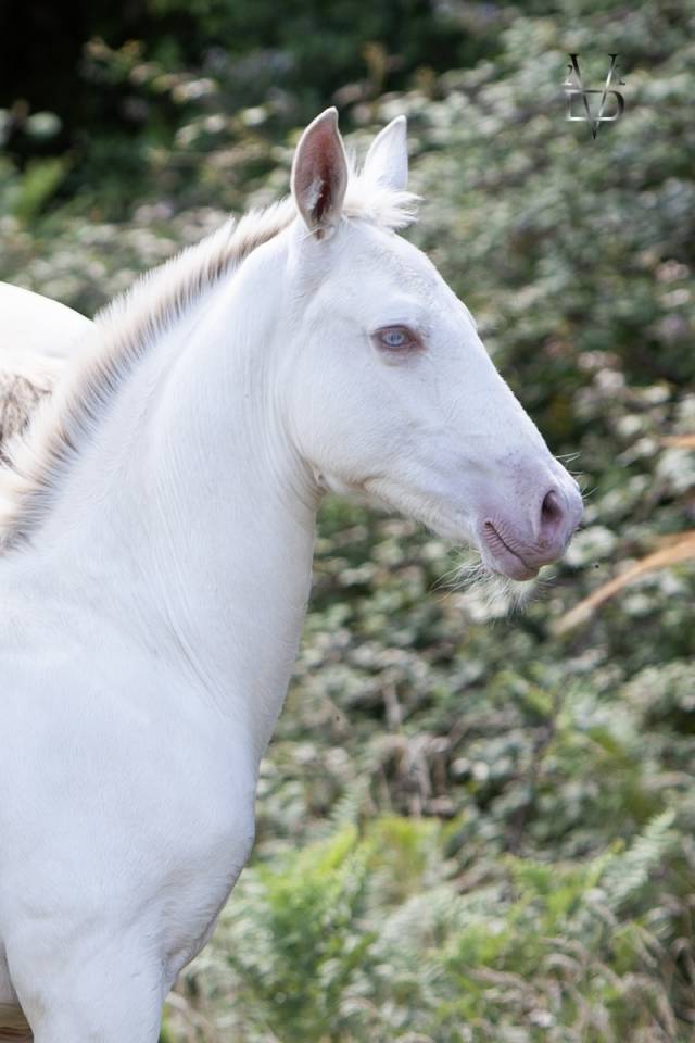 Potro PRE Pura Raza Española En venta 2025 Isabelo por CARTUJANO ABAD