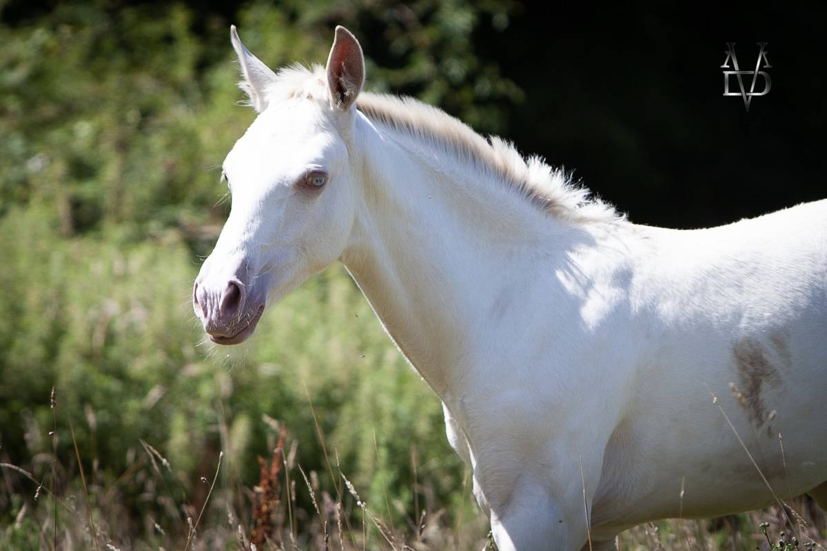 Potro PRE Pura Raza Española En venta 2025 Isabelo por CARTUJANO ABAD