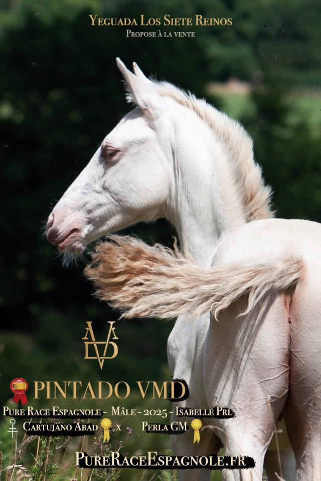 Potro PRE Pura Raza Española En venta 2025 Isabelo por CARTUJANO ABAD