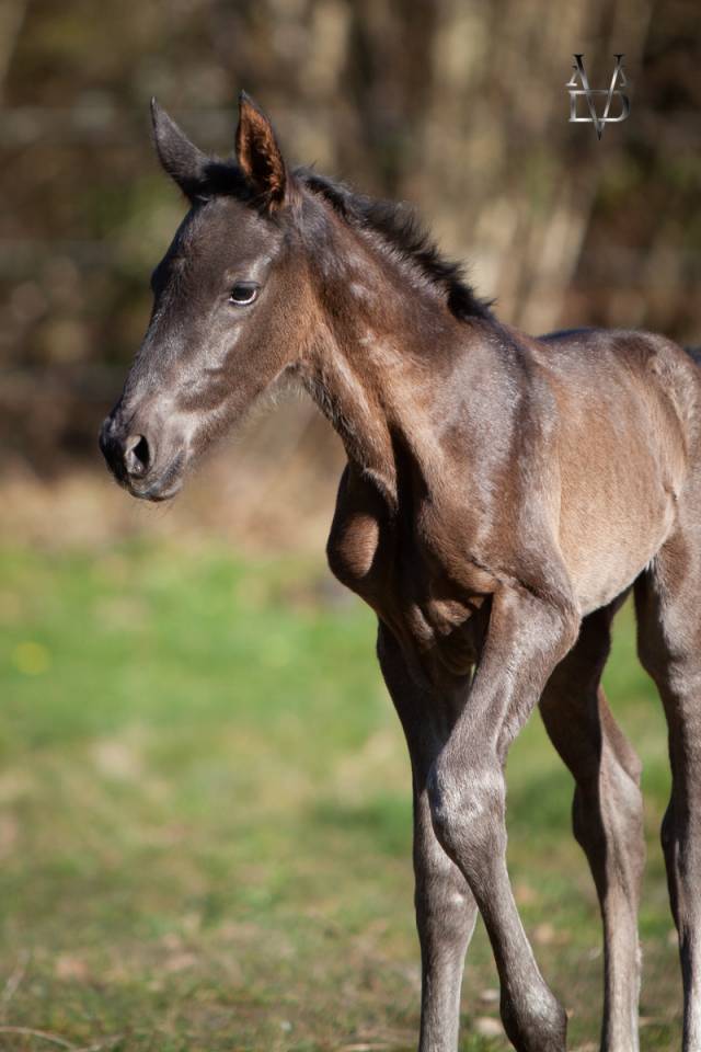 Potro PRE Pura Raza Española En venta 2025 Negro por MONJE II