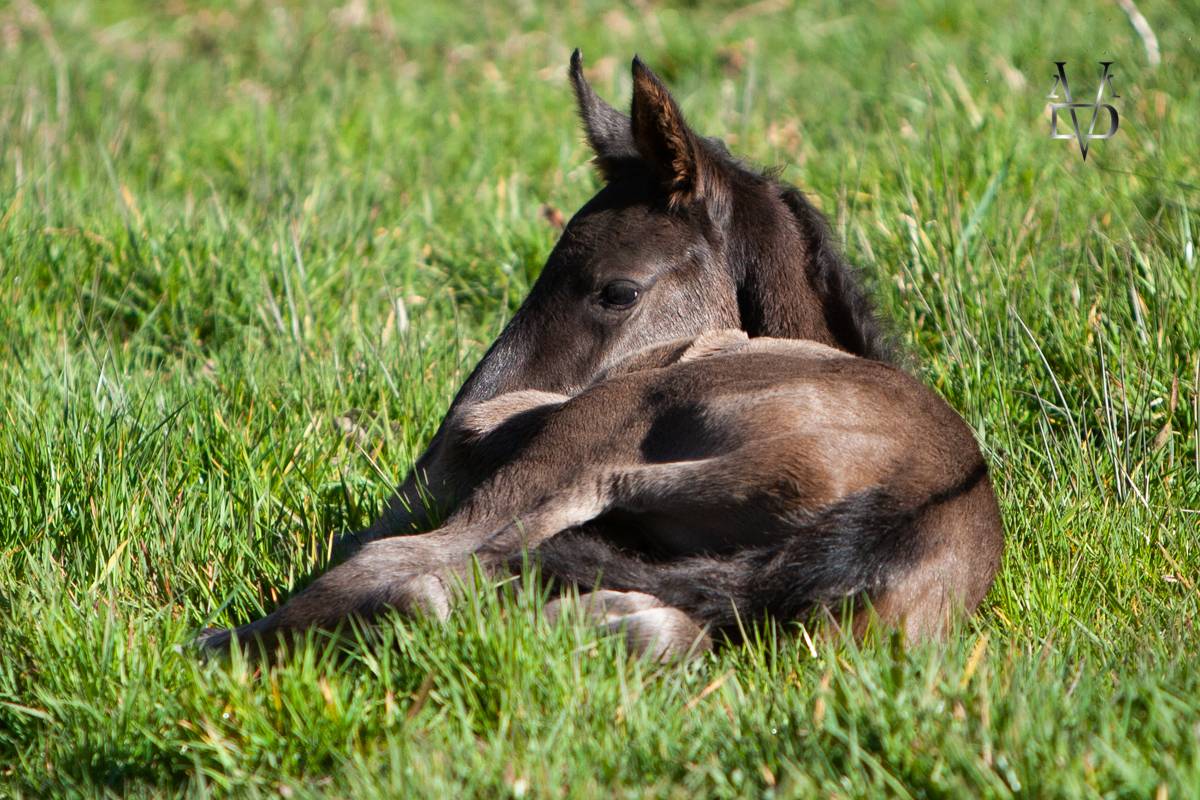 Potro PRE Pura Raza Española En venta 2025 Negro por MONJE II
