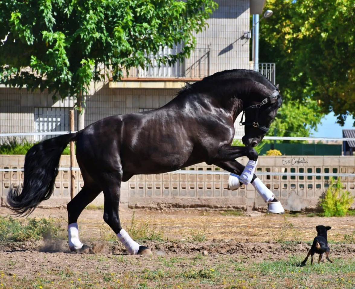 Potro PRE Pura Raza Española En venta 2025 Negro por MONJE II