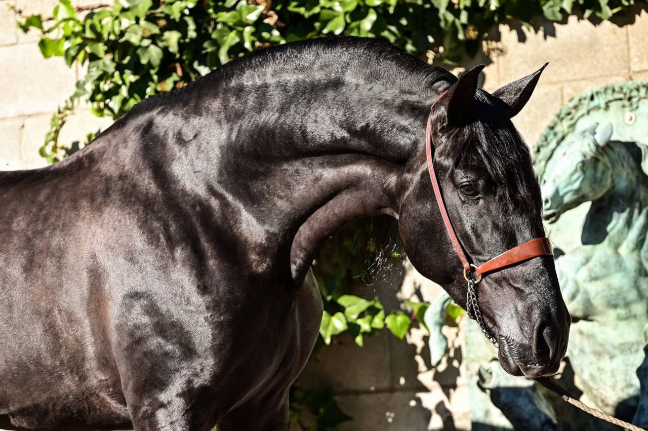 Potro PRE Pura Raza Española En venta 2025 Negro por MONJE II