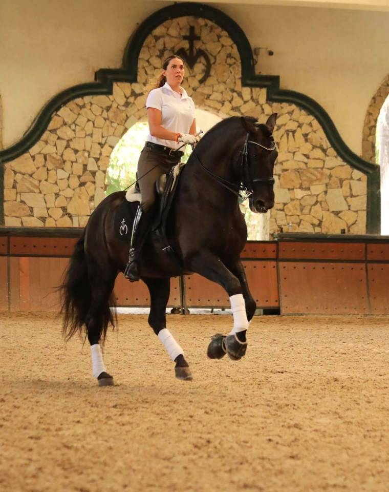 Potro PRE Pura Raza Española En venta 2025 Negro por MONJE II