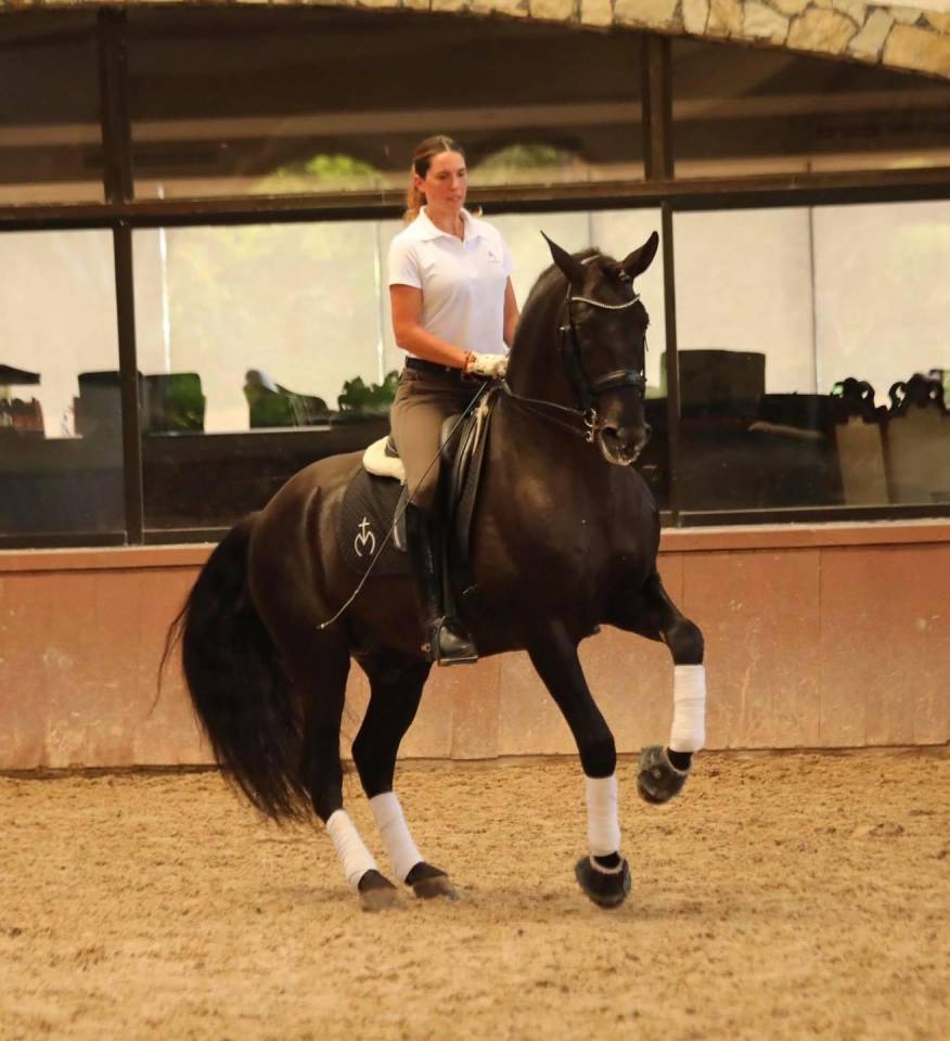 Potro PRE Pura Raza Española En venta 2025 Negro por MONJE II