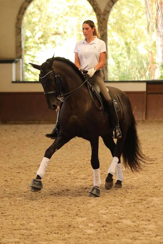 Potro PRE Pura Raza Española En venta 2025 Negro por MONJE II