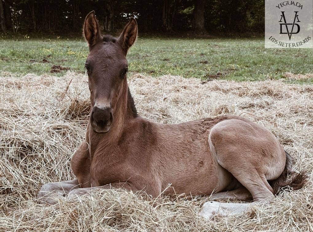 Potro PRE Pura Raza Española En venta 2025 Negro por MONJE II