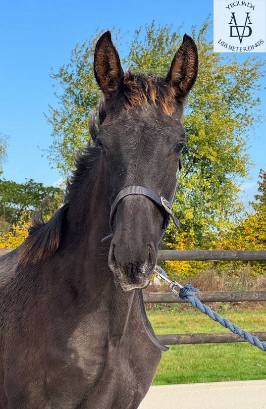 Potro PRE Pura Raza Española En venta 2025 Negro por MONJE II