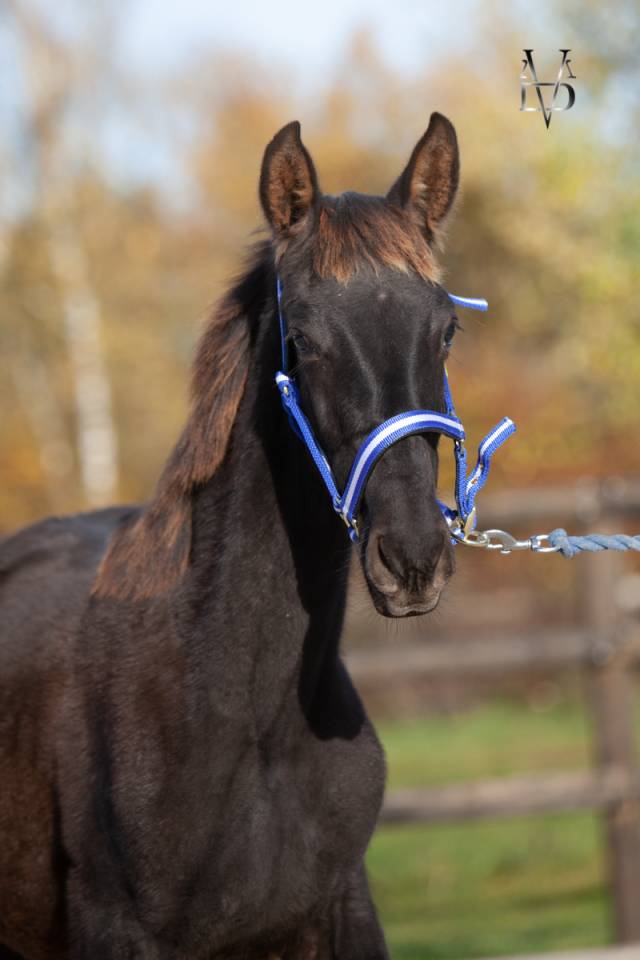 Potro PRE Pura Raza Española En venta 2025 Negro por MONJE II
