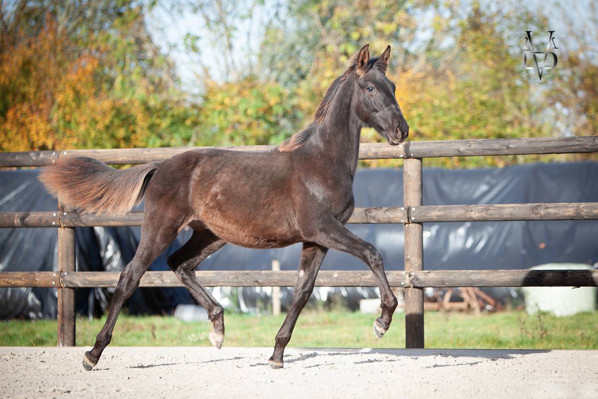 Potro PRE Pura Raza Espa&ntilde;ola En venta 2025 Negro por MONJE II