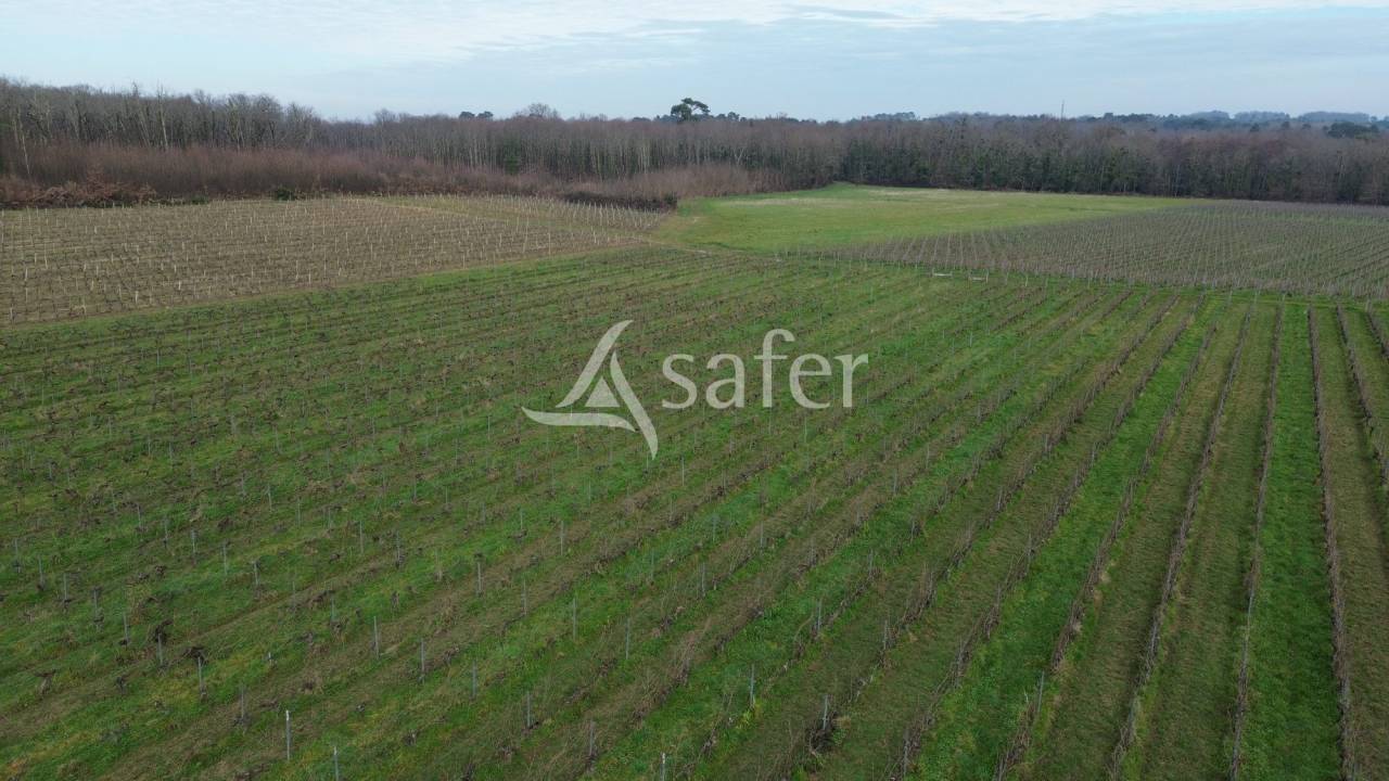 Explotación vitícola / Viñedo En venta Gironda