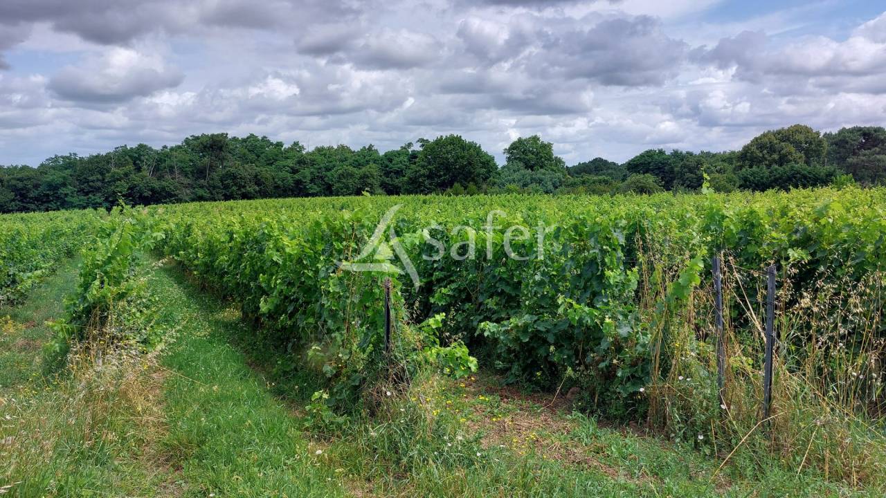 Explotación vitícola / Viñedo En venta Gironda