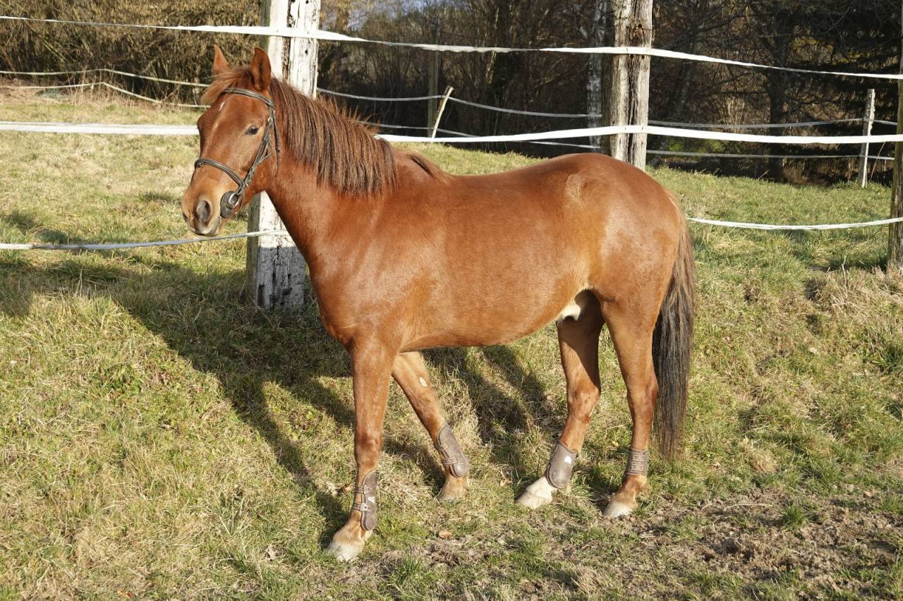 Caballo castrado New Forest En venta 2021 Alazán