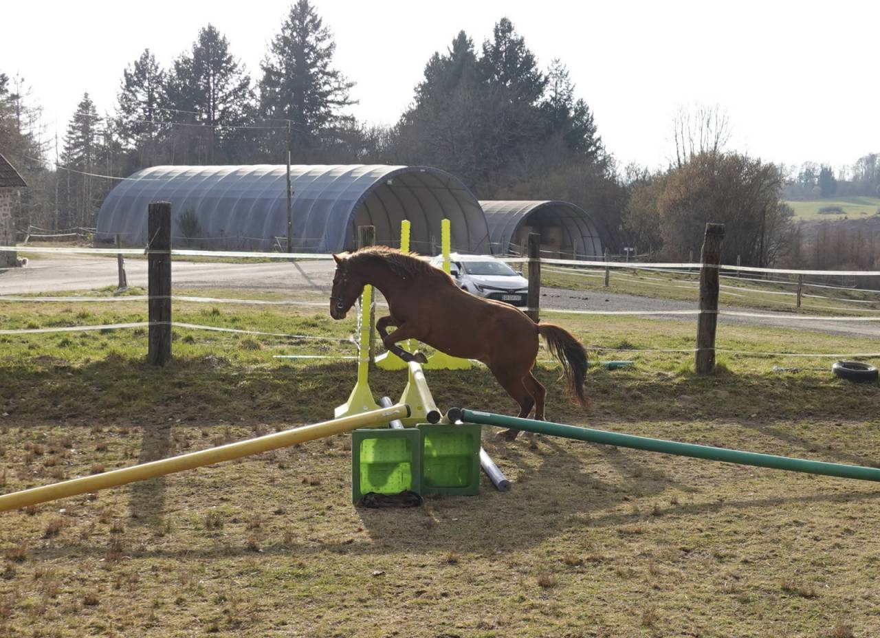 Caballo castrado New Forest En venta 2021 Alazán