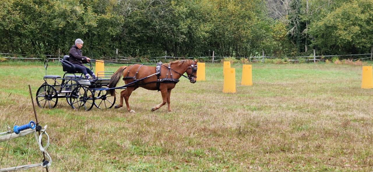 Caballo castrado New Forest En venta 2021 Alazán
