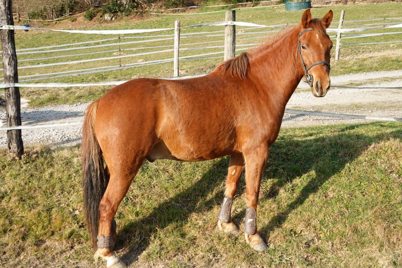 Caballo castrado New Forest En venta 2021 Alazán