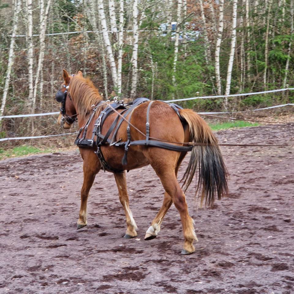 Caballo castrado New Forest En venta 2021 Alazán