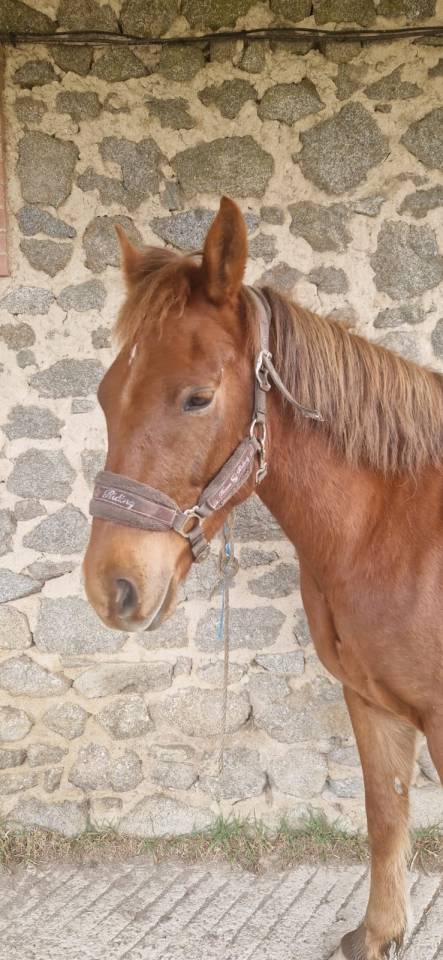 Caballo castrado New Forest En venta 2021 Alazán