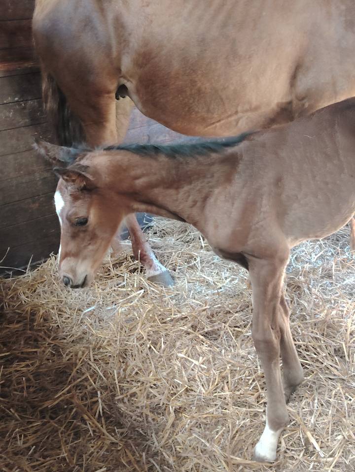 Caballo castrado Silla Francés En venta 2025 Bayo moreno por Uncognito bois margot