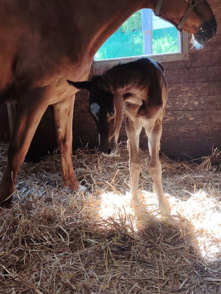 Caballo castrado Silla Francés En venta 2025 Bayo moreno por Uncognito bois margot